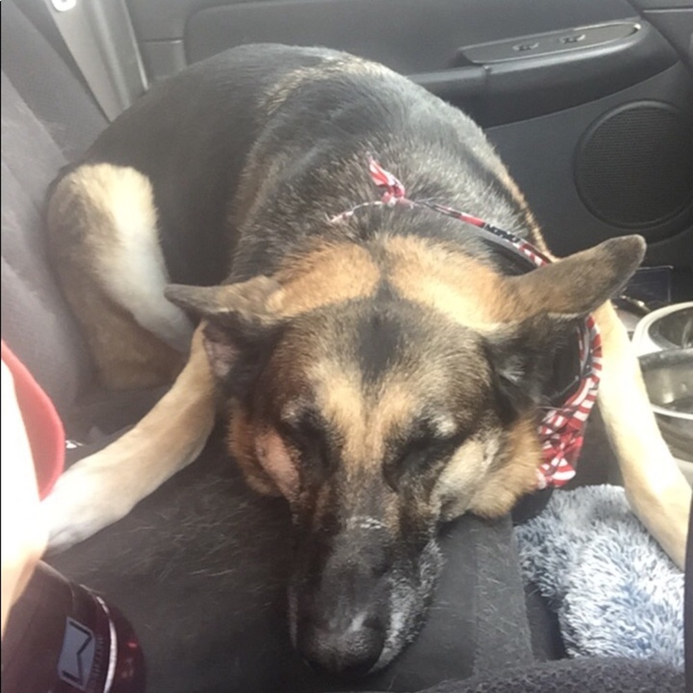 Meet your Posher, Shaina